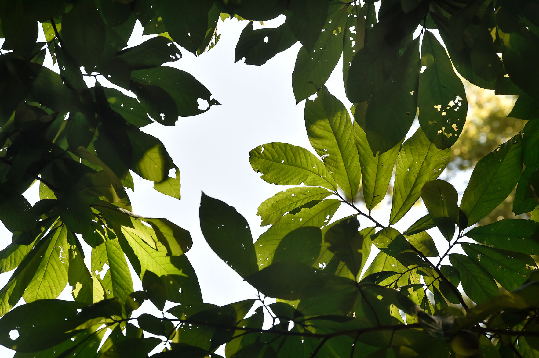 Paw Paw Trees 7.jpg